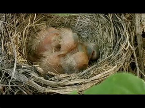 鳥在住家築巢|【鳥在窗户築巢怎麼辦】巧解鳥在窗户築巢困擾：3招輕鬆驅走小。